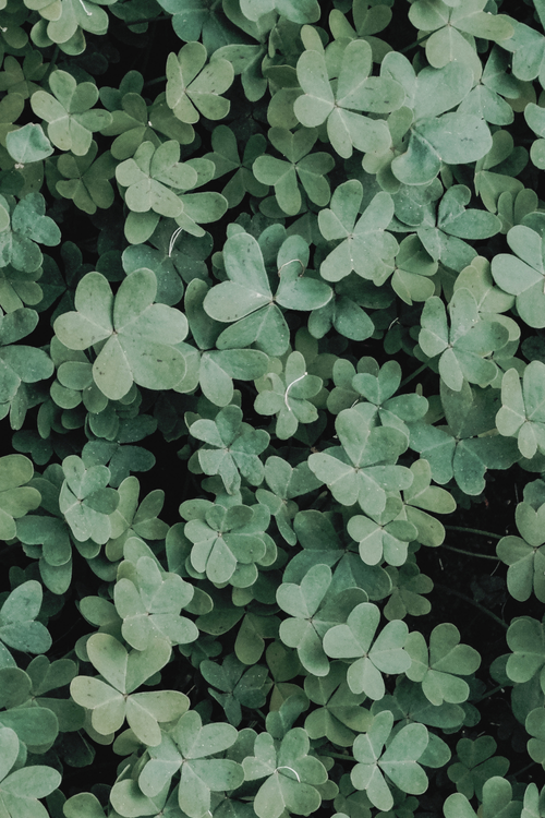 St Patricks Day Wallpaper – The Best Guide (Free Download!)