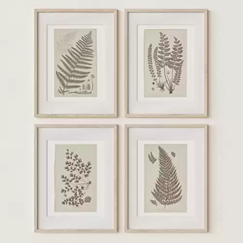 Wall Art Prints Botanical Fern Collection | Vintage Plant Decor for Home Accent | Antique Minimalist Wall Art for Bedroom, Bathroom & Living Room Decor | Set of 4 UNFRAMED Pictures (11 x 14, Frenc...