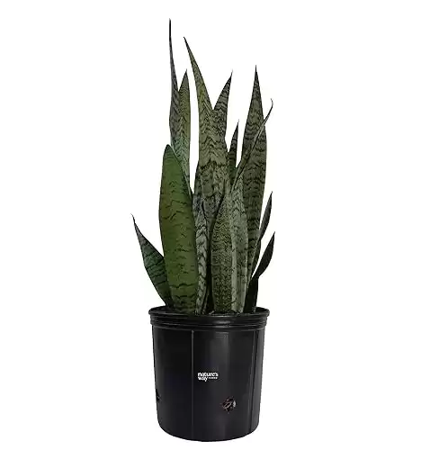 Nature's Way Farms, Sansevieria Zeylanica, Snake Plant, Live Houseplant, Easy Care, Air-Purifying (25-30 in. Tall) in Grower Pot