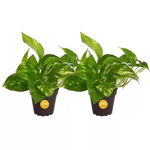 Costa Farms Pothos Live Plants (2-Pack), Easy Care Vining Live Indoor Houseplants, Air Purifier Trailing Plants Potted in Nursery Pots, Potting Soil, Gift for Office and Home Decor, 8-Inches Tall