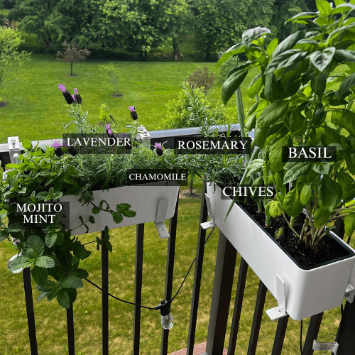 Heres-our-balcony-herb-garden