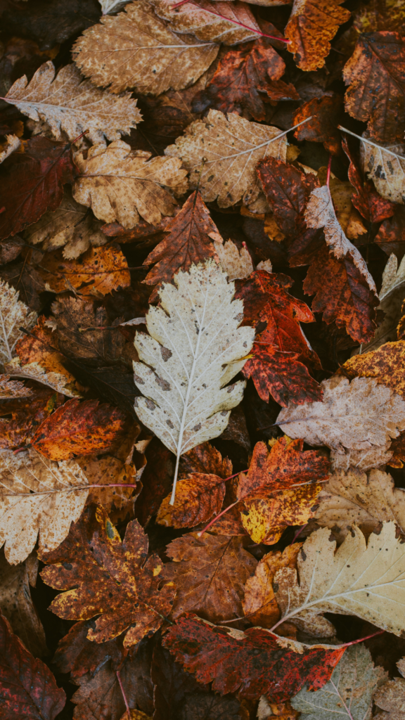 Fall Leaves Wallpapers