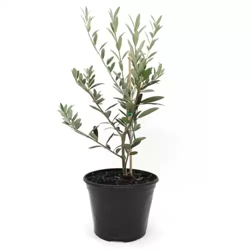 American Plant Exchange Live Arbequina Olive Tree with Fruits, Plant Pot for Home and Garden Decor, 5" Pot